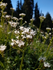 Valeriana sitchensis
