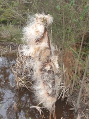 Typha orientalis