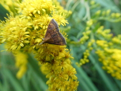 Pyrausta