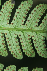 Cyathea andina