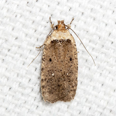 Agonopterix nigrinotella