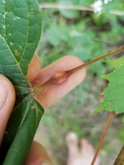 Neolasioptera vitinea