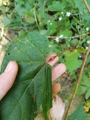 Neolasioptera vitinea