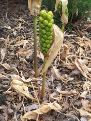 Arum italicum italicum