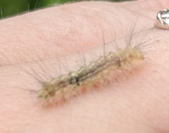Hyphantria cunea