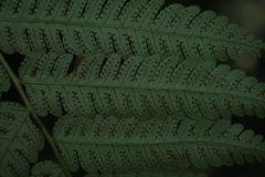 Cyathea andina