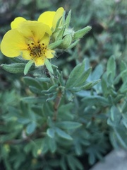 Potentilla argentea