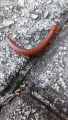 Trigoniulus corallinus