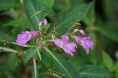 Impatiens