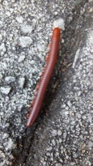 Trigoniulus corallinus