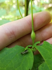 Neolasioptera clematidis