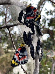 Delias harpalyce