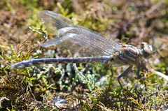 Stylurus notatus