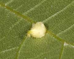 Caryomyia inclinata