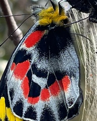 Delias harpalyce