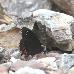 Gyrocheilus patrobas