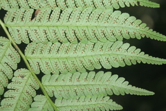 Cyathea andina
