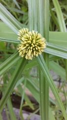 Cyperus brevifolius