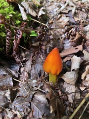 Hygrocybe conica