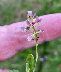 Alysicarpus vaginalis