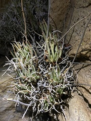 Dudleya edulis