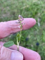 Alysicarpus vaginalis