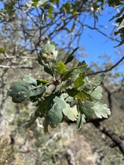Quercus douglasii