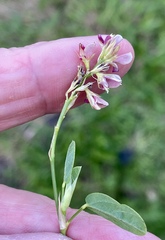 Alysicarpus vaginalis