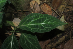 Mikania guaco