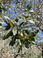 Quercus douglasii