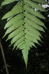 Cyathea andina