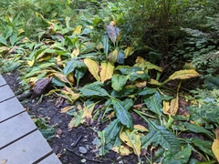 Lysichiton americanus