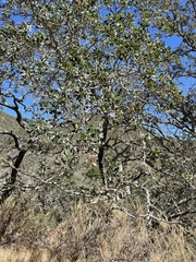 Quercus douglasii