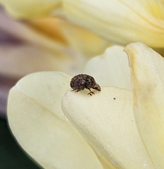 Anthribidae