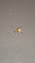 Cheiracanthium inclusum