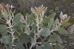 Eucalyptus pleurocarpa