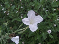 Ruellia metziae