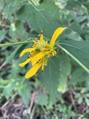 Verbesina occidentalis
