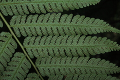 Cyathea andina