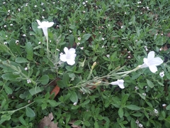 Ruellia metziae