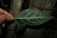 Mikania guaco