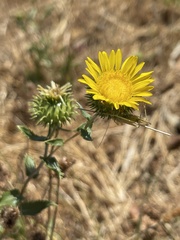 Grindelia camporum