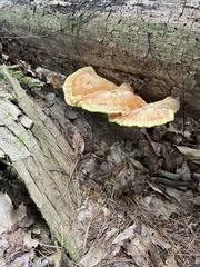 Laetiporus huroniensis