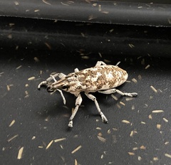 Cyphocleonus achates