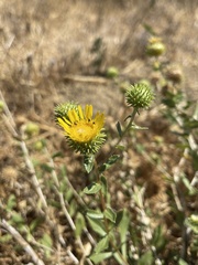 Grindelia camporum