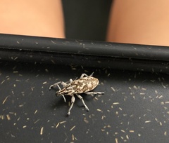 Cyphocleonus achates