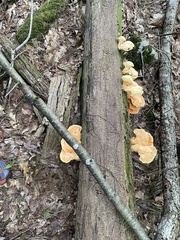 Laetiporus huroniensis