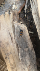 Calopteron