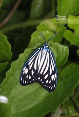 Cyclosia papilionaris