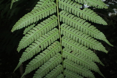 Cyathea andina